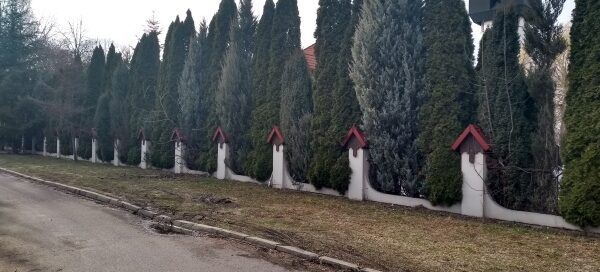 Drzewa tworzące żywopłot, rosnące obok ulicy.