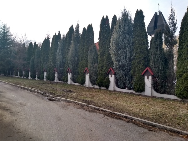 Drzewa tworzące żywopłot, rosnące obok ulicy.