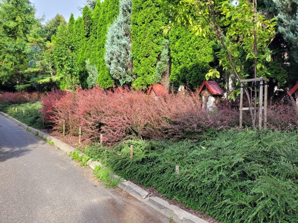 Drzewa i krzewy rosnące obok ulicy.
