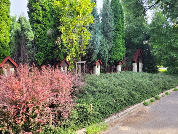 Drzewa i krzewy rosnące obok ulicy.