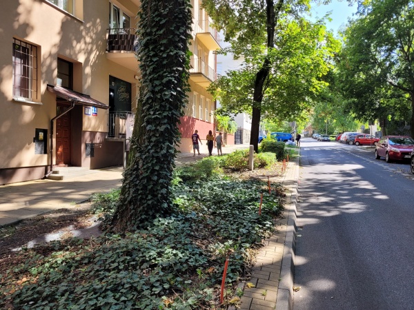 Kompozycja z drzew, krzewów i bylin w pasach zieleni, pomiędzy chodnikiem a ulicą.