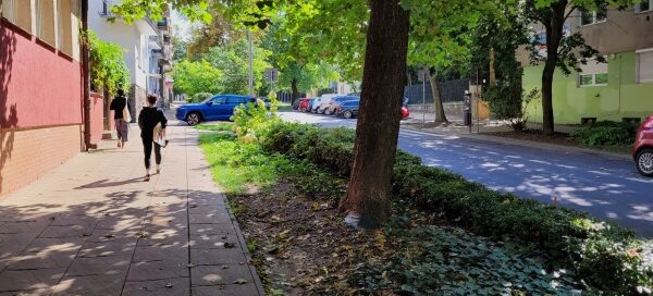 Kompozycja z drzew, krzewów i bylin w pasach zieleni, pomiędzy chodnikiem a ulicą.