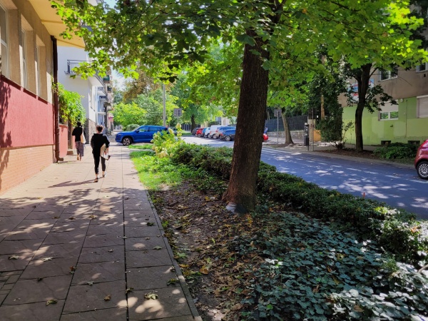 Kompozycja z drzew, krzewów i bylin w pasach zieleni, pomiędzy chodnikiem a ulicą.