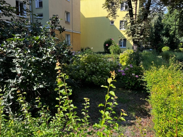 Roślinność skweru.