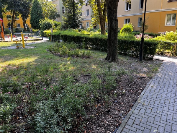 Trawniki z nasadzeniami drzew i krzewów, pomiędzy chodnikami skweru.
