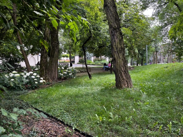 Trawnik, na którym rosną stare drzewa.