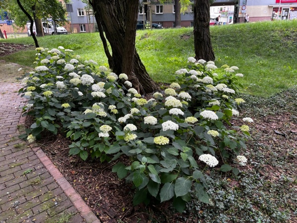 Roślinność skweru.