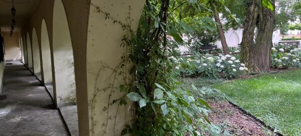 Podcienia budynku porośniętego pnączami, znajdującego się obok skweru.