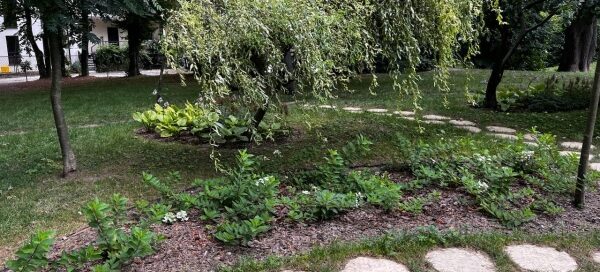 Ścieżka z nieregularnych płyt w trawniku, otoczona starodrzewami. Obok ścieżki nasadzono krzewy.