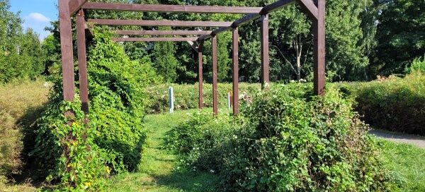 Pergola porośnięta roślinnością, znajdująca się na skwerze.