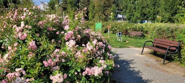 Brukowany chodnik, przy którym ustawione są ławki. Otoczony jest roślinnością skweru.