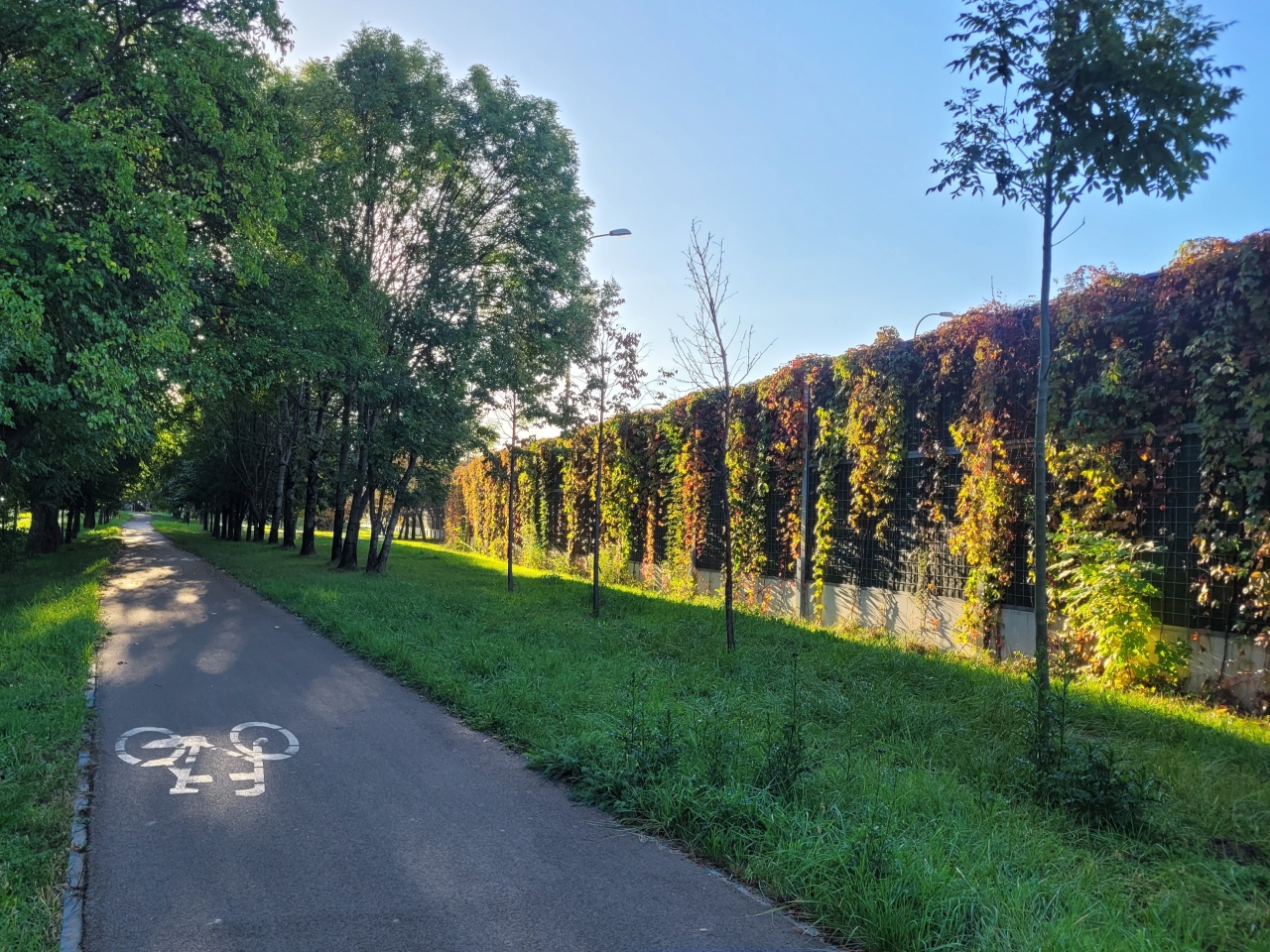 Ścieżka rowerowa obok trawnika i ekranu, porośniętego bluszczem.
