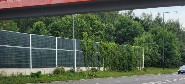 Ekrany akustyczne porośnięte bluszczem obok ulicy.