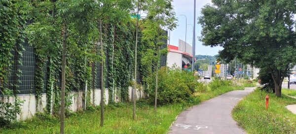 Ścieżka rowerowa obok trawnika i ekranu, porośniętego bluszczem.