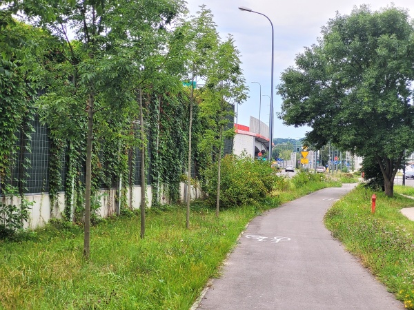 Ścieżka rowerowa obok trawnika i ekranu, porośniętego bluszczem.