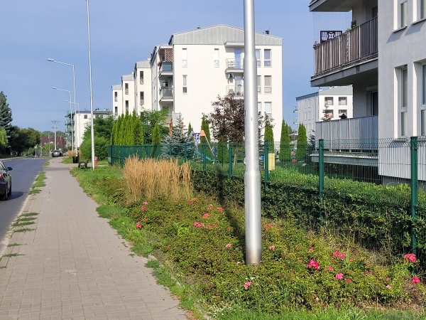 Roślinność obok chodnika.