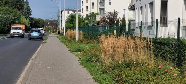 Roślinność obok chodnika i ulicy.