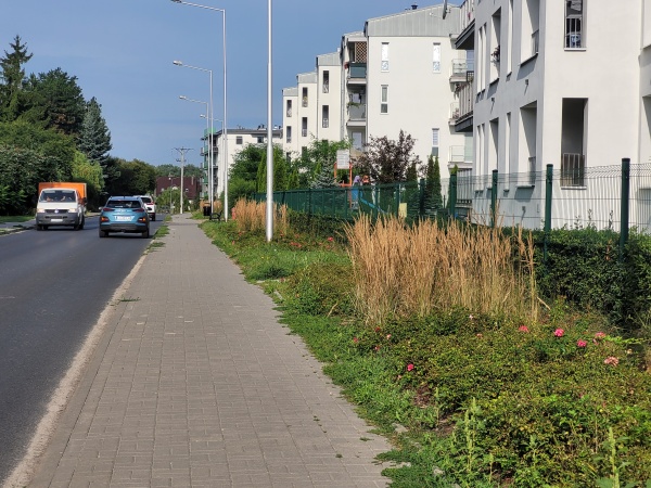 Roślinność obok chodnika i ulicy.