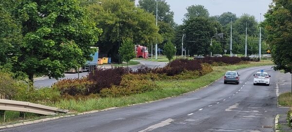 Nasadzenia roślinne w pasie zieleni, pomiędzy ulicami.