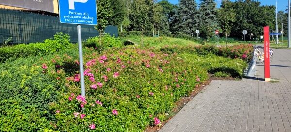 Kwiaty rosnące przy chodniku.