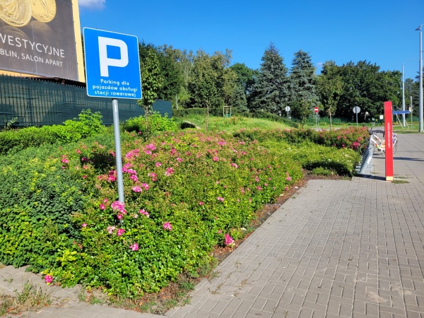 Kwiaty rosnące przy chodniku.