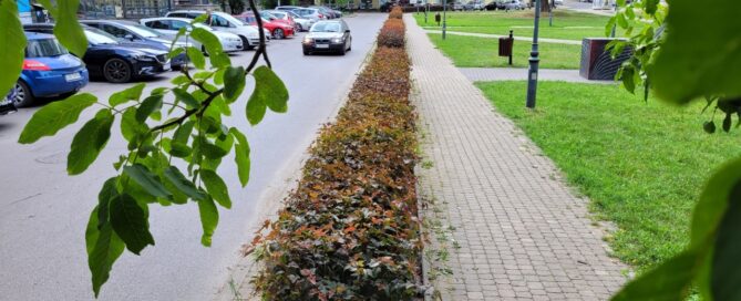 Żywopłot oddzielający chodnik od ulicy.