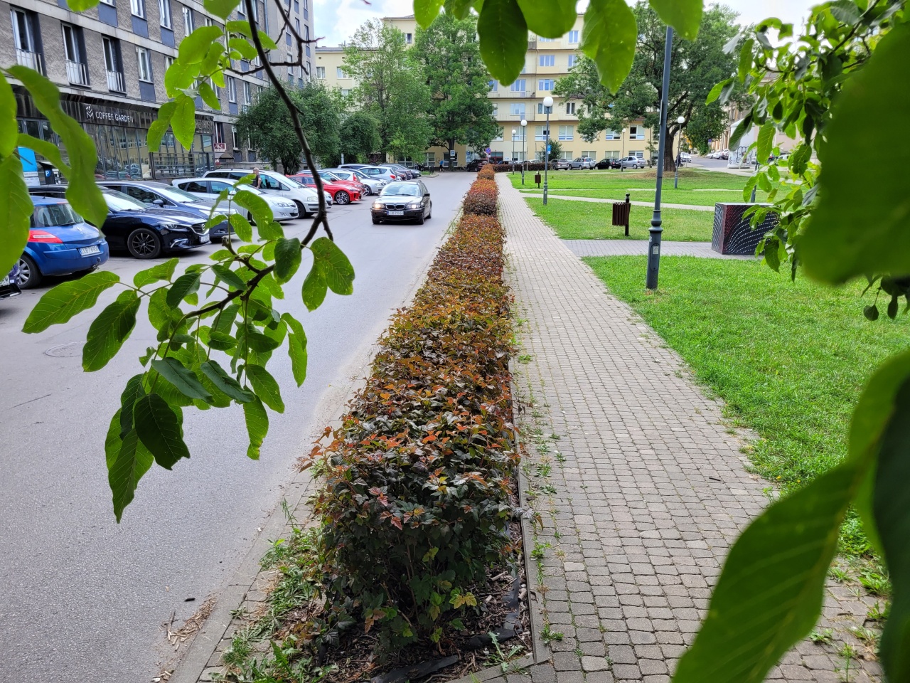 Żywopłot oddzielający chodnik od ulicy.