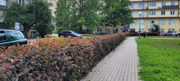 Żywopłot oddzielający chodnik od ulicy.