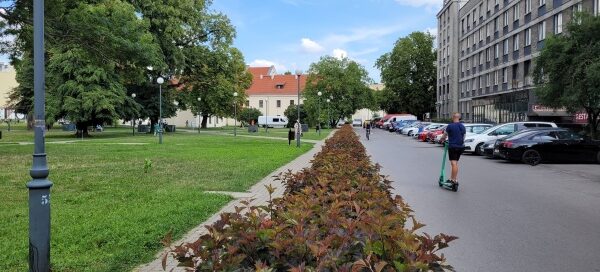 Żywopłot oddzielający chodnik od ulicy.