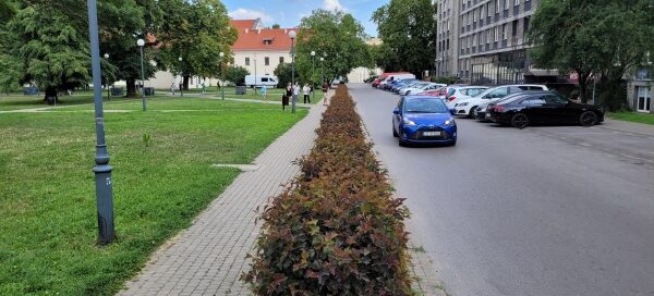 Żywopłot oddzielający chodnik od ulicy.