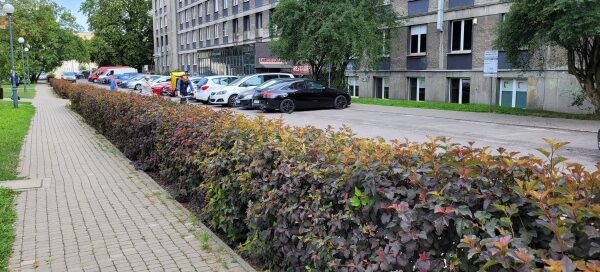 Żywopłot oddzielający chodnik od ulicy.