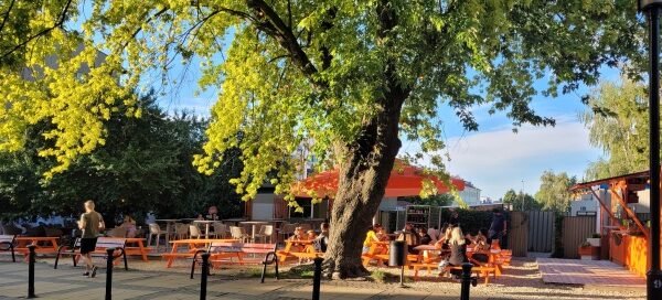 Stare drzewo, Jesion, pod którym znajduje się teren restauracji.