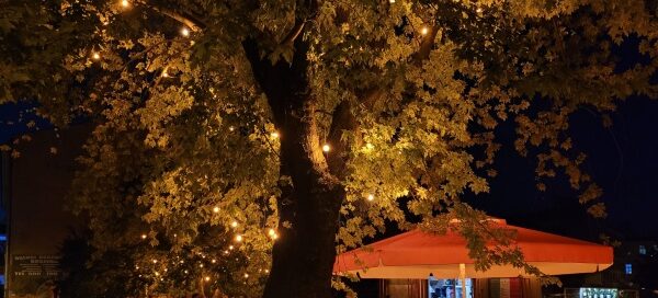 Stare drzewo, Jesion, pod którym znajduje się teren restauracji. Korona drzewa jest w nocy podświetlona.