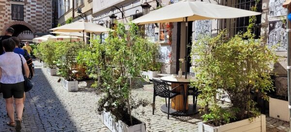 Roślinność zdobiąca ogródek przed jedną z restauracji mieszczących się na Starym Mieście.