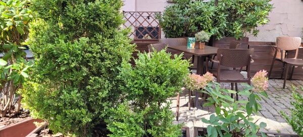 Roślinność zasadzona w donicach, ustawionych przed jedną z restauracji, na Starym Mieście.