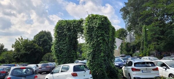 Dzikie pnącze porastające stelaż reklamy, znajdujący się na parkingu.