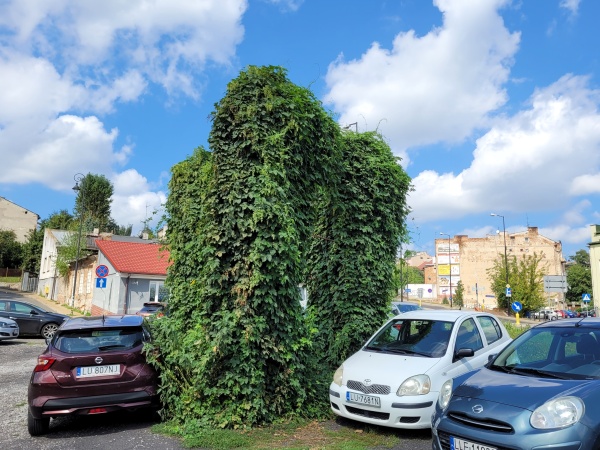 Dzikie pnącze porastające stelaż reklamy, znajdujący się na parkingu.