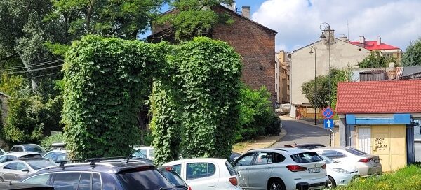 Dzikie pnącze porastające stelaż reklamy, znajdujący się na parkingu.