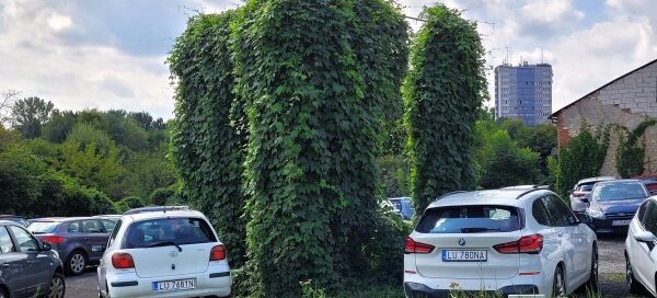 Dzikie pnącze porastające stelaż reklamy, znajdujący się na parkingu.