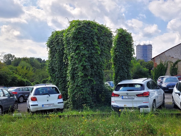 Dzikie pnącze porastające stelaż reklamy, znajdujący się na parkingu.
