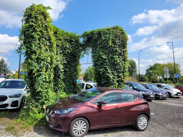 Dzikie pnącze porastające stelaż reklamy, znajdujący się na parkingu.