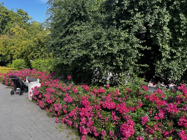 Pas roślinności z nasadzeniami kwiatów, przy pasażu handlowym.