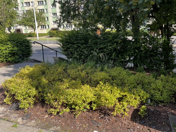 Nasadzenia krzewów przy pasażu handlowym.