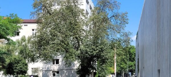 Stare drzewo wkomponowane w przestrzeń przed budynkiem.