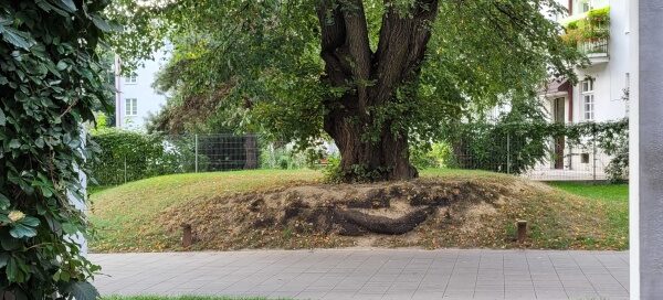 Stare drzewo wkomponowane w przestrzeń przed budynkiem.