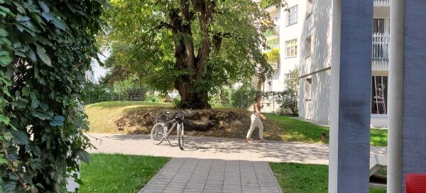 Stare drzewo wkomponowane w przestrzeń przed budynkiem.