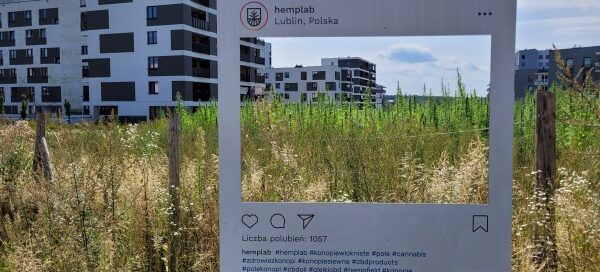 Rośliny konopi włóknistej posadzone na polu między blokami mieszkalnymi.