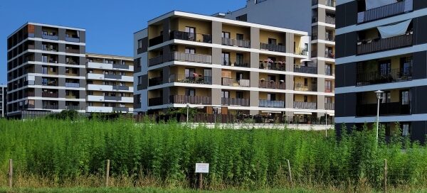 Rośliny konopi włóknistej posadzone na polu między blokami mieszkalnymi.