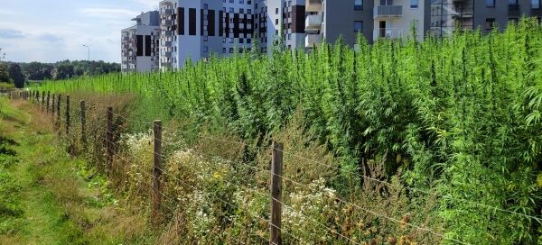 Rośliny konopi włóknistej posadzone na polu między blokami mieszkalnymi.