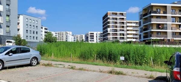Pole konopi włóknistej obok parkingu. W tle widoczne są bloki mieszkalne.
